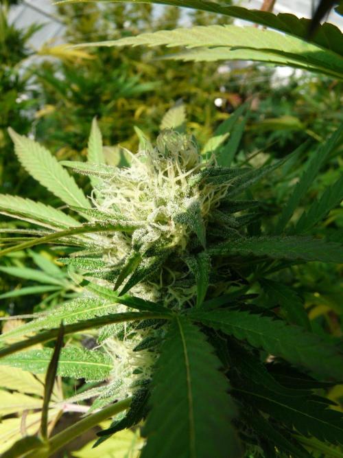 Kannabia Strain Out 2026. Week 18