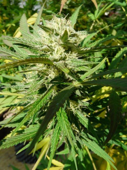 Kannabia Strain Out 2026. Week 18