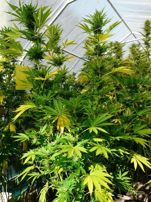 Kannabia Strain Out 2026. Week 18