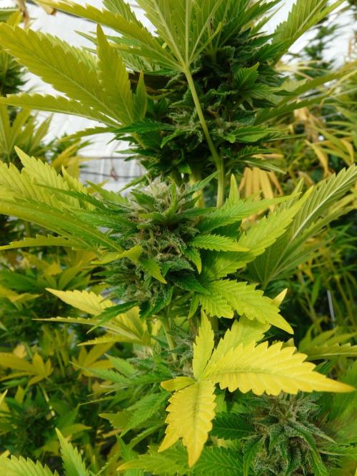 Kannabia Strain Out 2026. Week 19