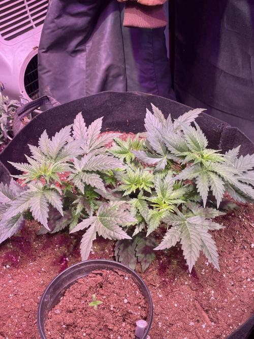 Genetic rejects. Week 0 - This plant grew a main leaf , so it was naturally topped , cut off main leaf 