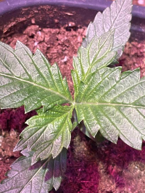 Genetic rejects. Week 0 - This is another 4 leaf main stem with no branches below , canuk seeds crap 