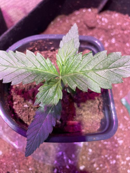 Genetic rejects. Week 0 - Same as above at  a seed and one out off 10 popped and it’s crap