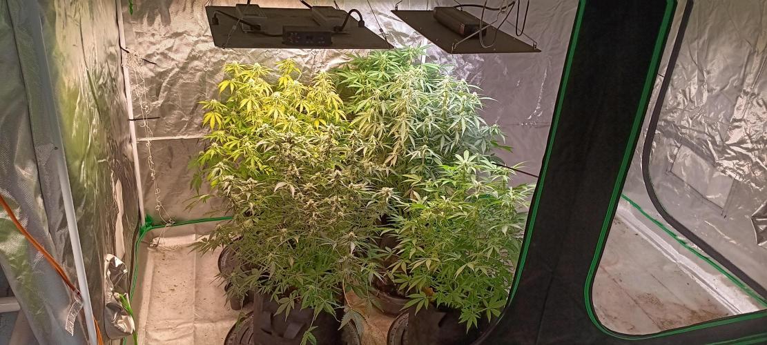 HighLux - NightOwl Seeds Autoflower. Week 5