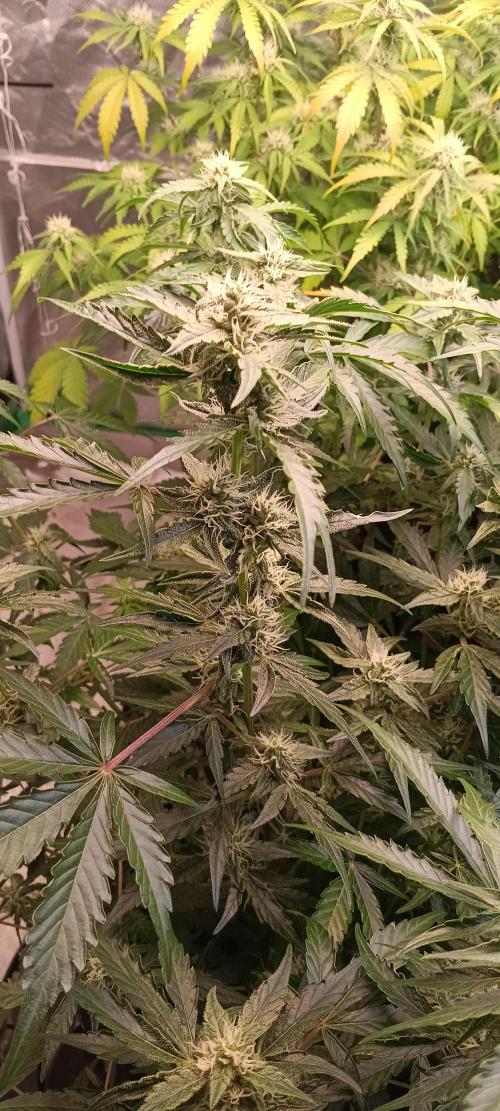 HighLux - NightOwl Seeds Autoflower. Week 5 - Stacking up nicely