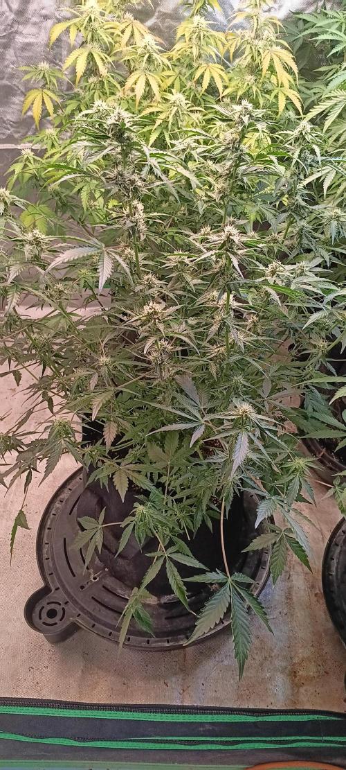 HighLux - NightOwl Seeds Autoflower. Week 5