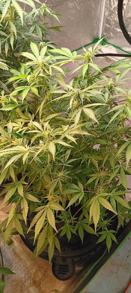 HighLux - NightOwl Seeds Autoflower. Week 5