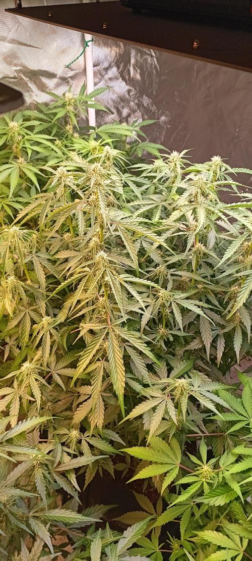 HighLux - NightOwl Seeds Autoflower. Week 5