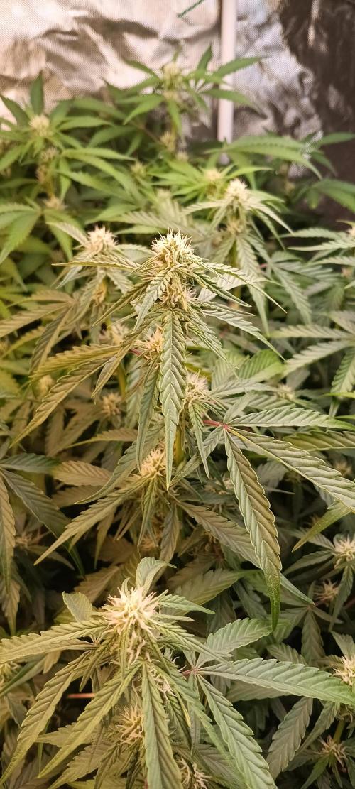 HighLux - NightOwl Seeds Autoflower. Week 5 - Not bad...