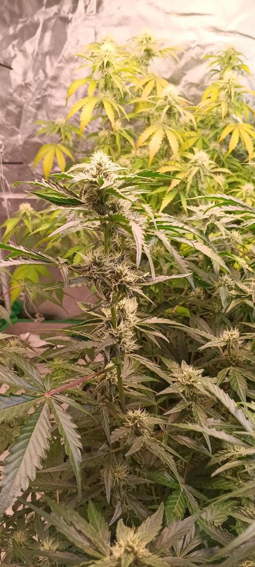 HighLux - NightOwl Seeds Autoflower. Week 5