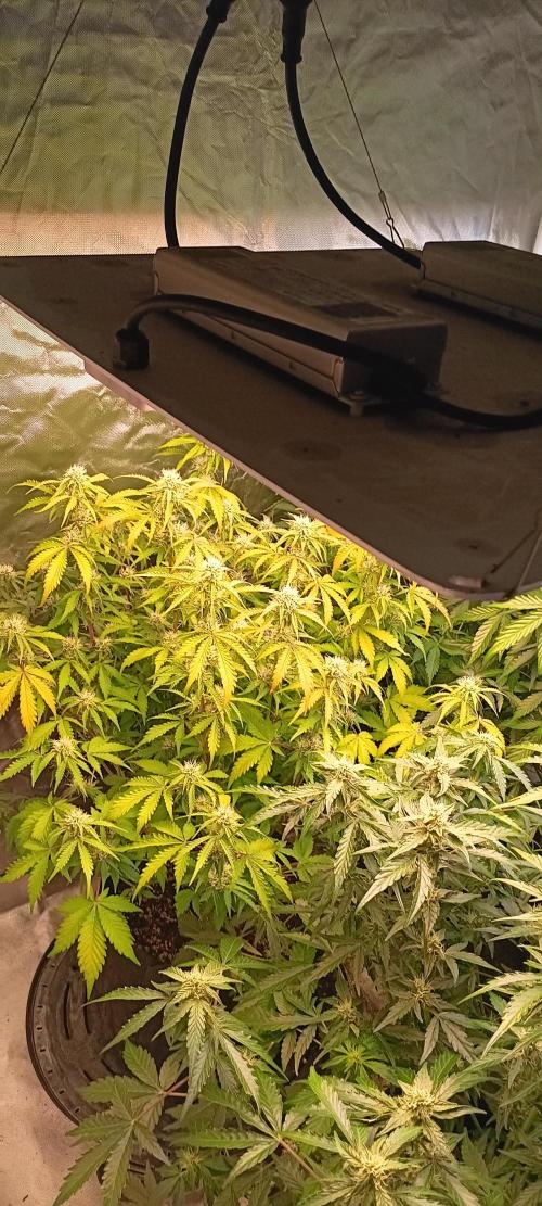 HighLux - NightOwl Seeds Autoflower. Week 5