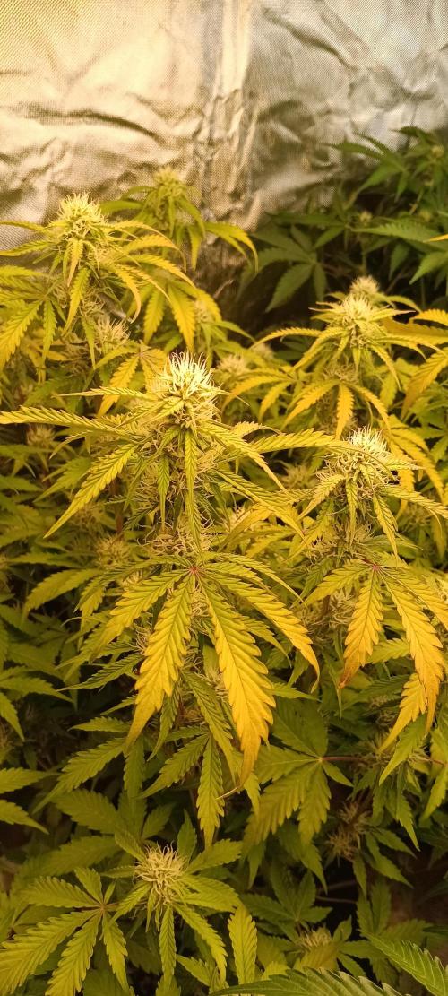 HighLux - NightOwl Seeds Autoflower. Week 5 - a bit bleached, but solid looking OG nugs