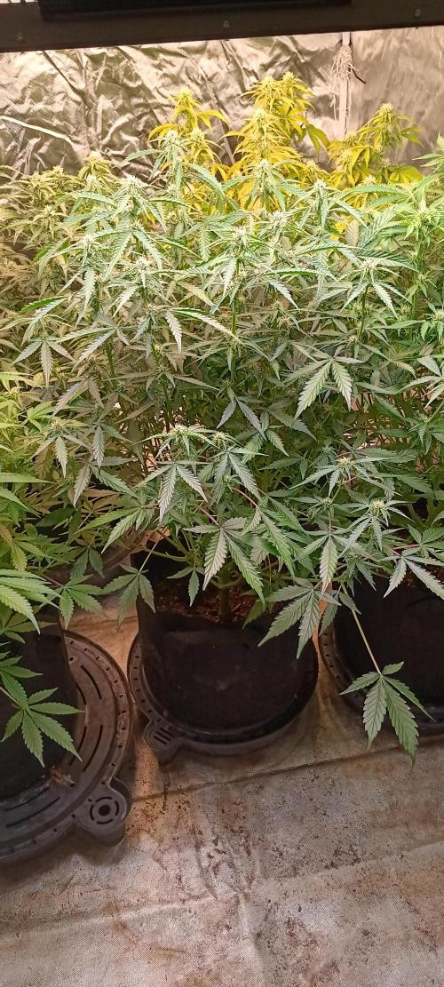 HighLux - NightOwl Seeds Autoflower. Week 5