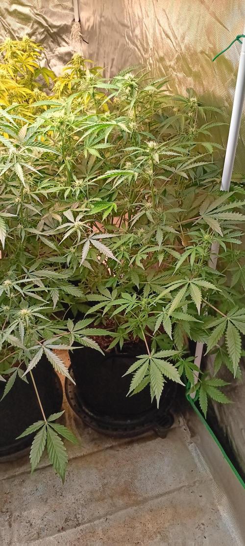 HighLux - NightOwl Seeds Autoflower. Week 5