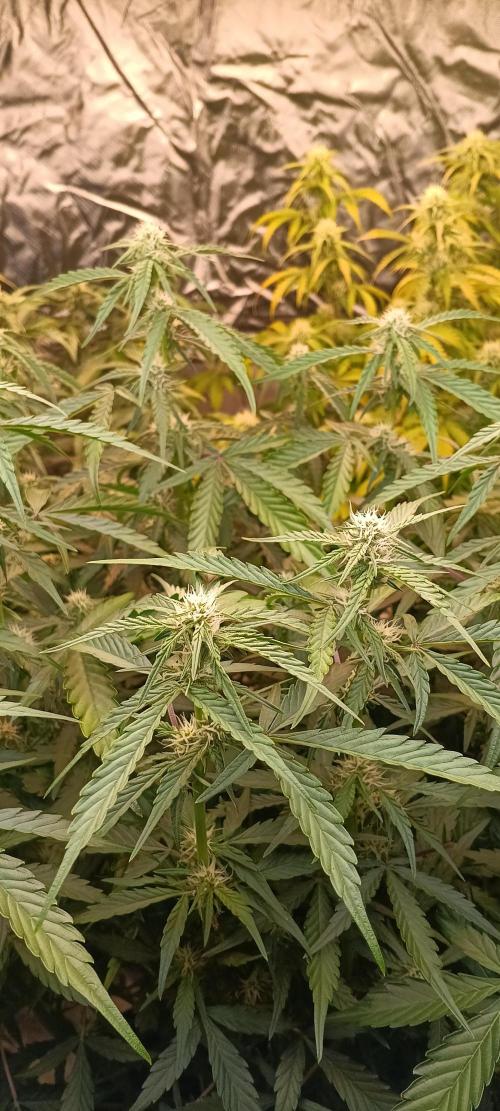 HighLux - NightOwl Seeds Autoflower. Week 5