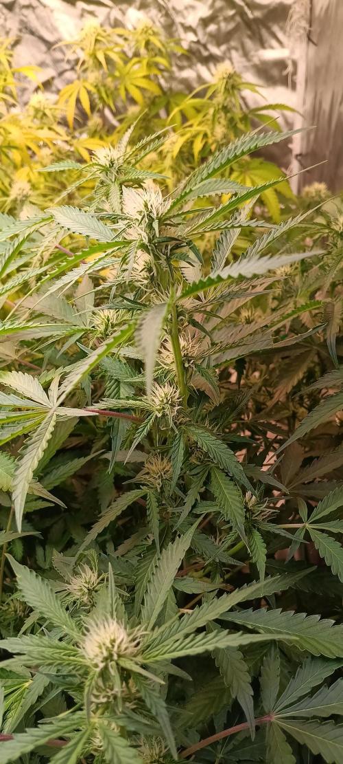 HighLux - NightOwl Seeds Autoflower. Week 5 - nice Stack!!!