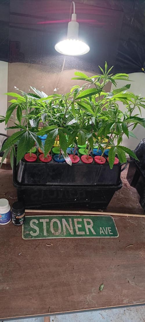 HighLux - NightOwl Seeds Autoflower. Week 6 - Pulled a couple of clones... some Fire OG and Frosted Donuts!