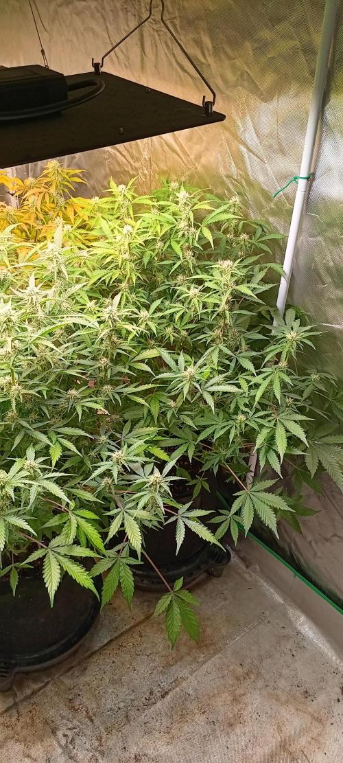 HighLux - NightOwl Seeds Autoflower. Week 6