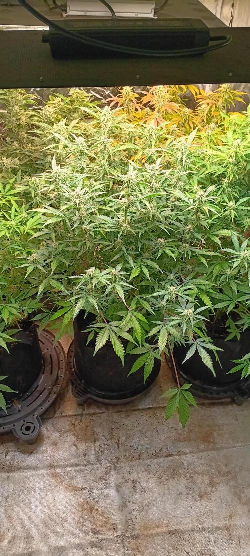 HighLux - NightOwl Seeds Autoflower. Week 6 - All looking lovely