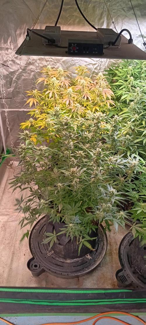 HighLux - NightOwl Seeds Autoflower. Week 6