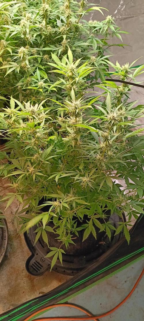 HighLux - NightOwl Seeds Autoflower. Week 6