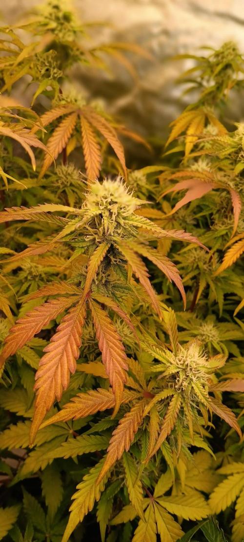 HighLux - NightOwl Seeds Autoflower. Week 6