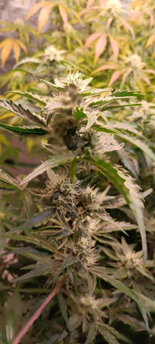 HighLux - NightOwl Seeds Autoflower. Week 6