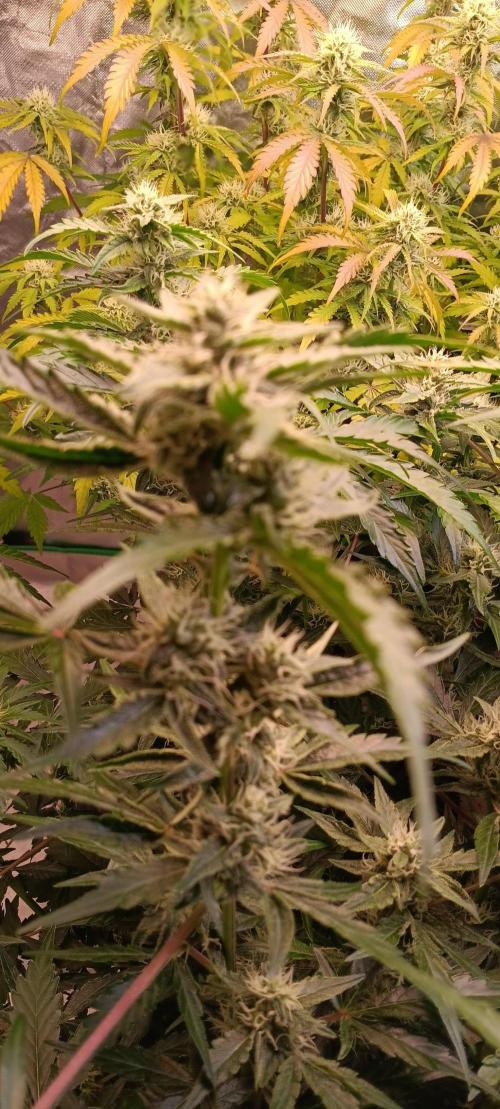 HighLux - NightOwl Seeds Autoflower. Week 6