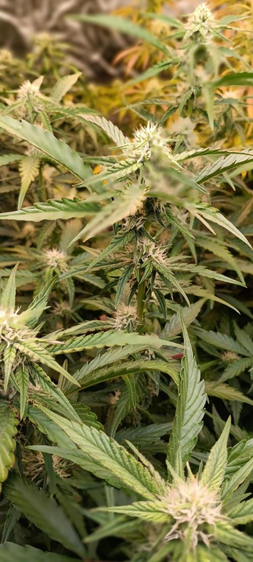 HighLux - NightOwl Seeds Autoflower. Week 6 - She definitely smells like OG!