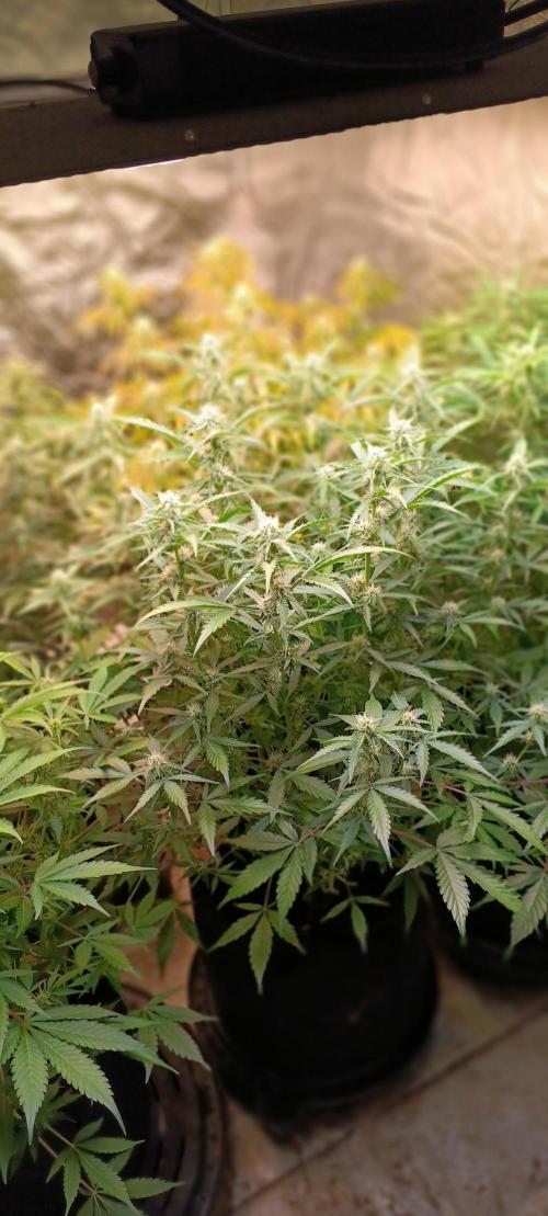 HighLux - NightOwl Seeds Autoflower. Week 6