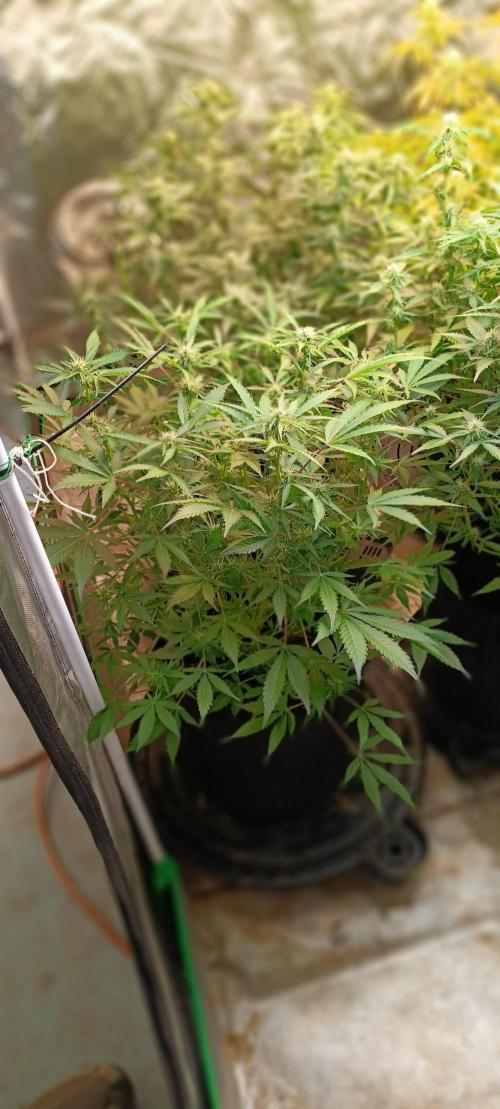 HighLux - NightOwl Seeds Autoflower. Week 6