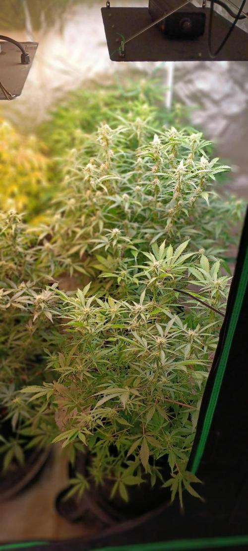 HighLux - NightOwl Seeds Autoflower. Week 6