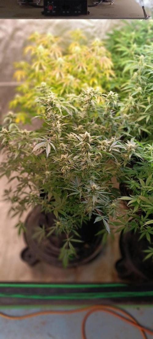 HighLux - NightOwl Seeds Autoflower. Week 6