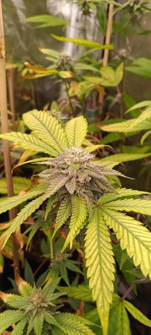 HighLux - NightOwl Seeds Autoflower. Week 6