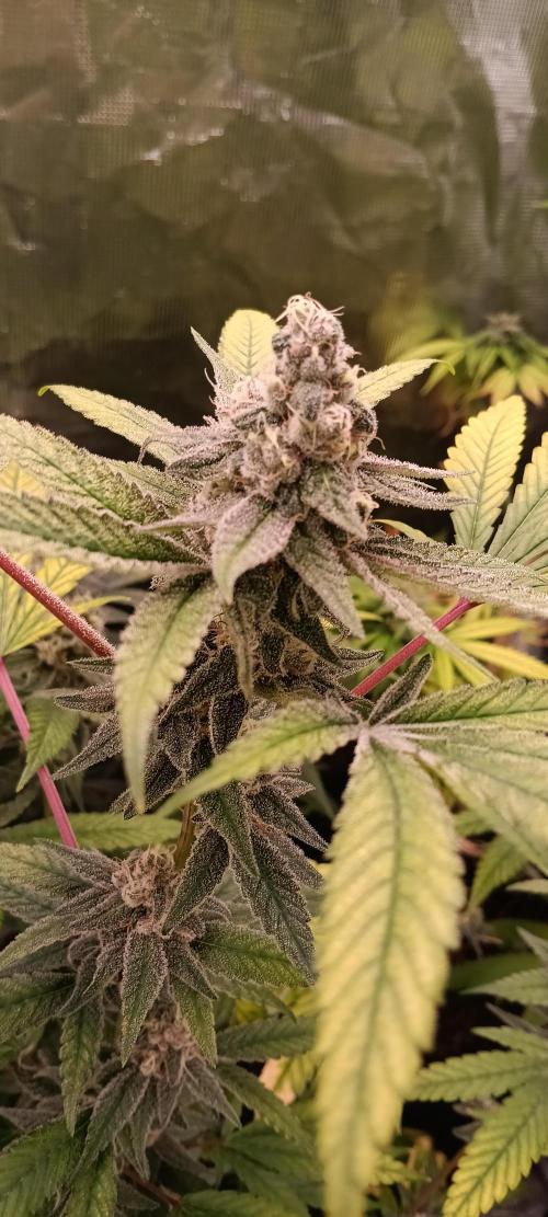 HighLux - NightOwl Seeds Autoflower. Week 6