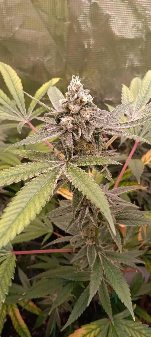 HighLux - NightOwl Seeds Autoflower. Week 6