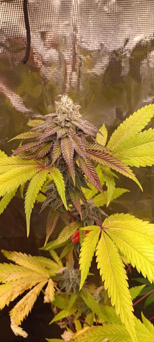 HighLux - NightOwl Seeds Autoflower. Week 6