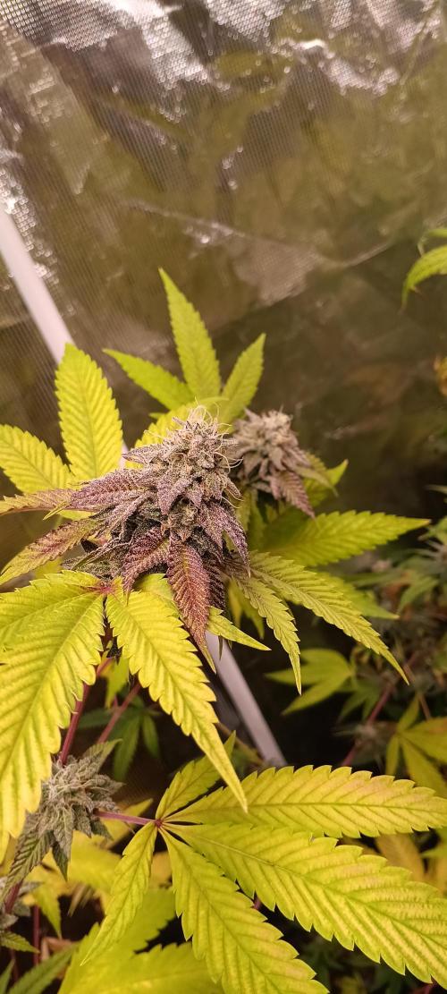 HighLux - NightOwl Seeds Autoflower. Week 6 - Some pics of my photoperiods...