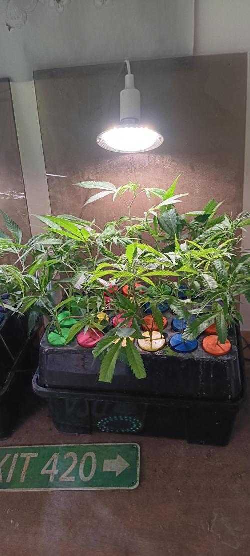 HighLux - NightOwl Seeds Autoflower. Week 6 - Some Purple Michigan Clones here....