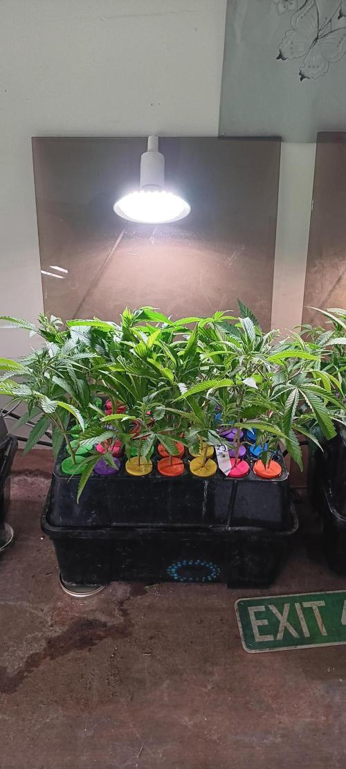 HighLux - NightOwl Seeds Autoflower. Week 6 - Some Frosty Blue OG clones