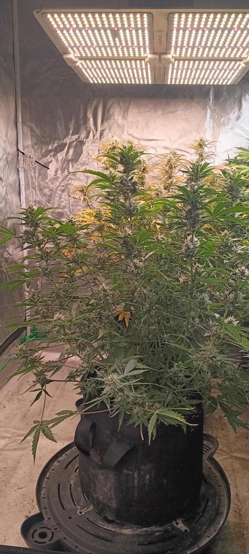 HighLux - NightOwl Seeds Autoflower. Week 7 - amazing week