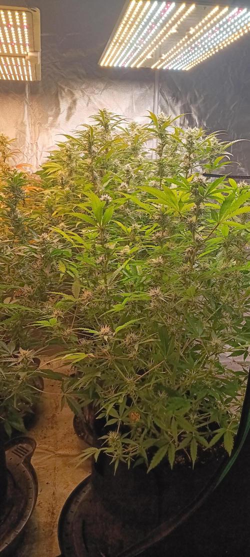 HighLux - NightOwl Seeds Autoflower. Week 7 - this is when the magic happens