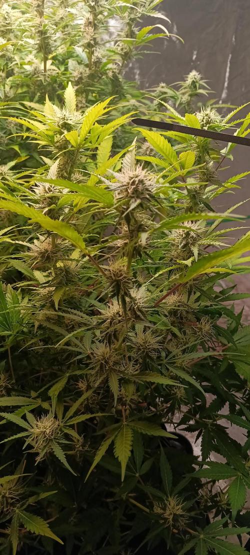 HighLux - NightOwl Seeds Autoflower. Week 7 - Nugs are stacking up nicely