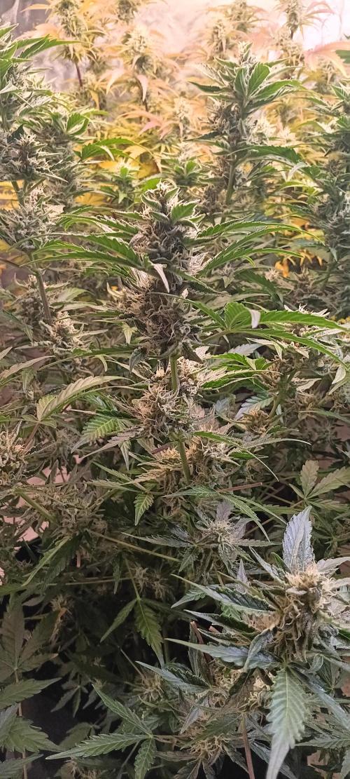 HighLux - NightOwl Seeds Autoflower. Week 7 - close up