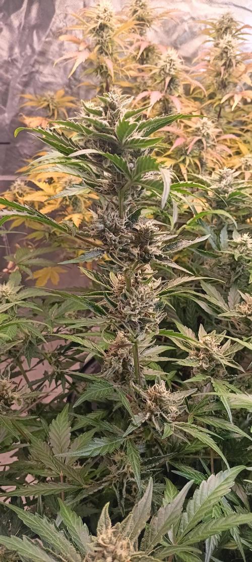 HighLux - NightOwl Seeds Autoflower. Week 7