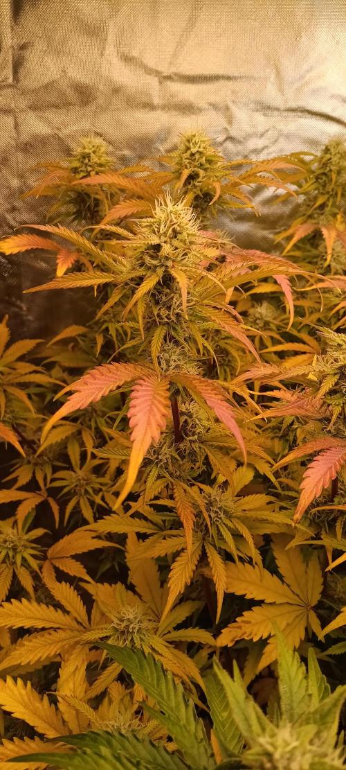 HighLux - NightOwl Seeds Autoflower. Week 7 - This one was extra hungry