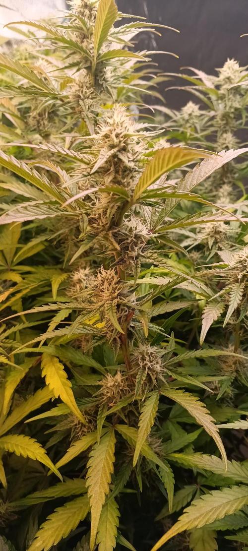 HighLux - NightOwl Seeds Autoflower. Week 7 - nice