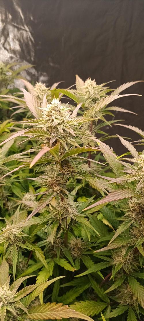 HighLux - NightOwl Seeds Autoflower. Week 7 - mouth watering