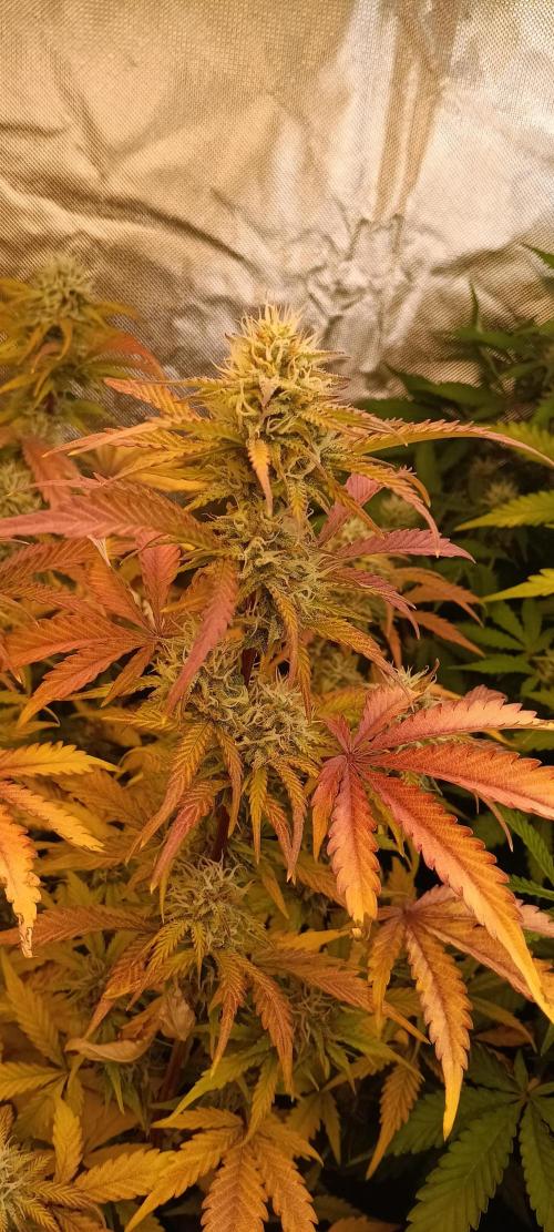 HighLux - NightOwl Seeds Autoflower. Week 7 - more porn!