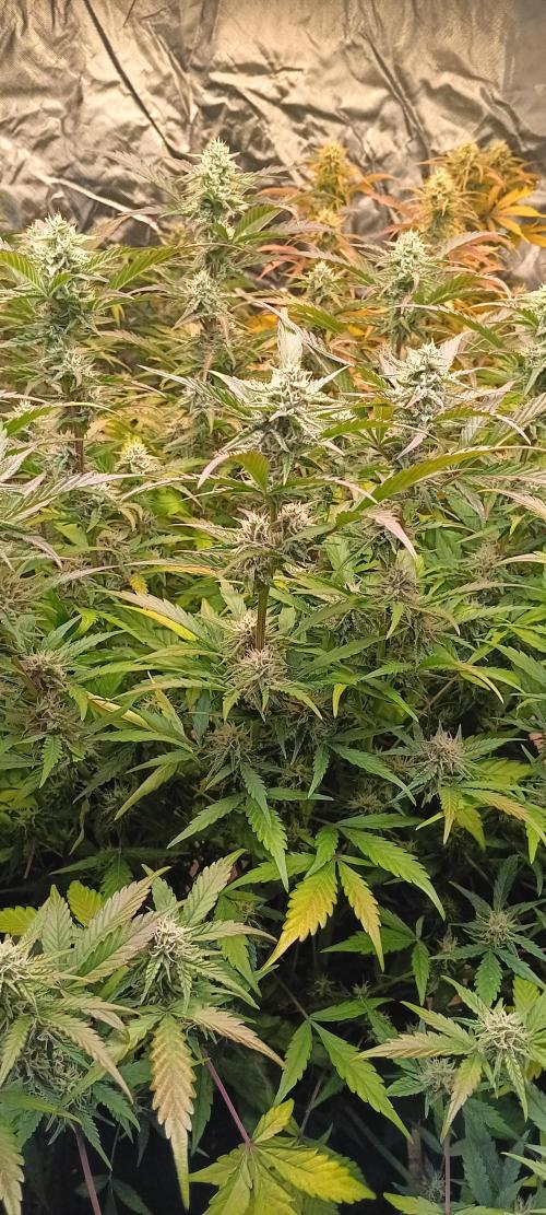 HighLux - NightOwl Seeds Autoflower. Week 7 - these are 